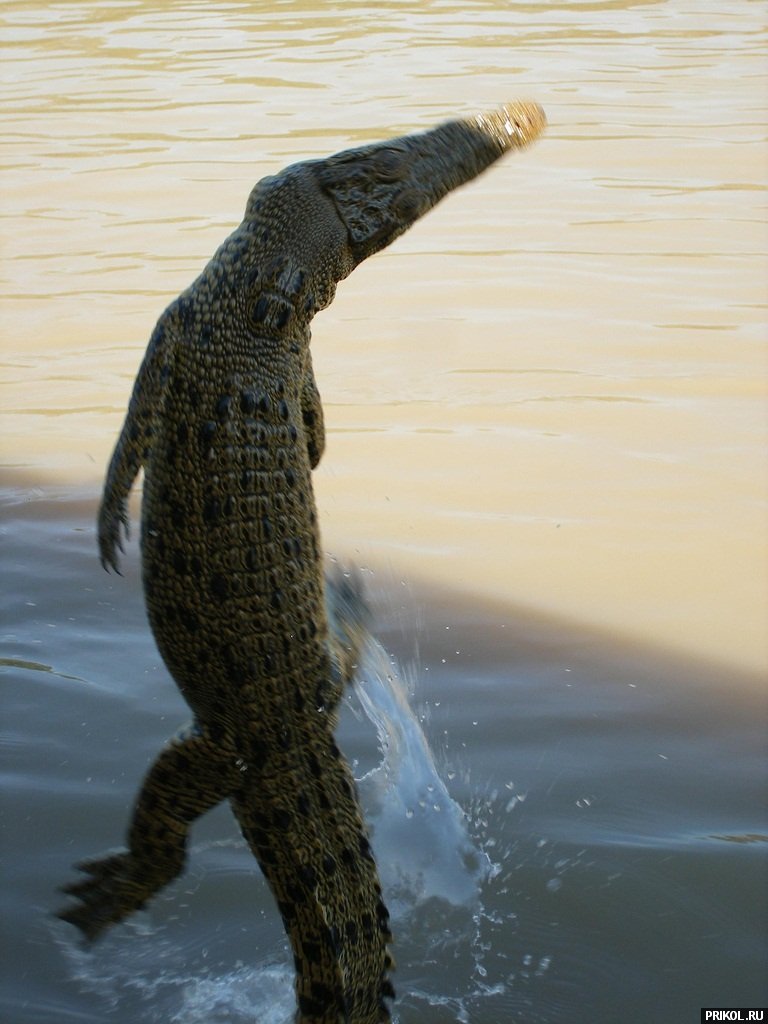 croc-feeding-26