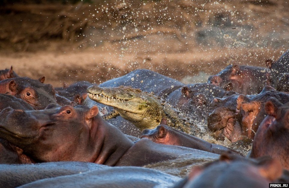 croco-vs-hippo-03