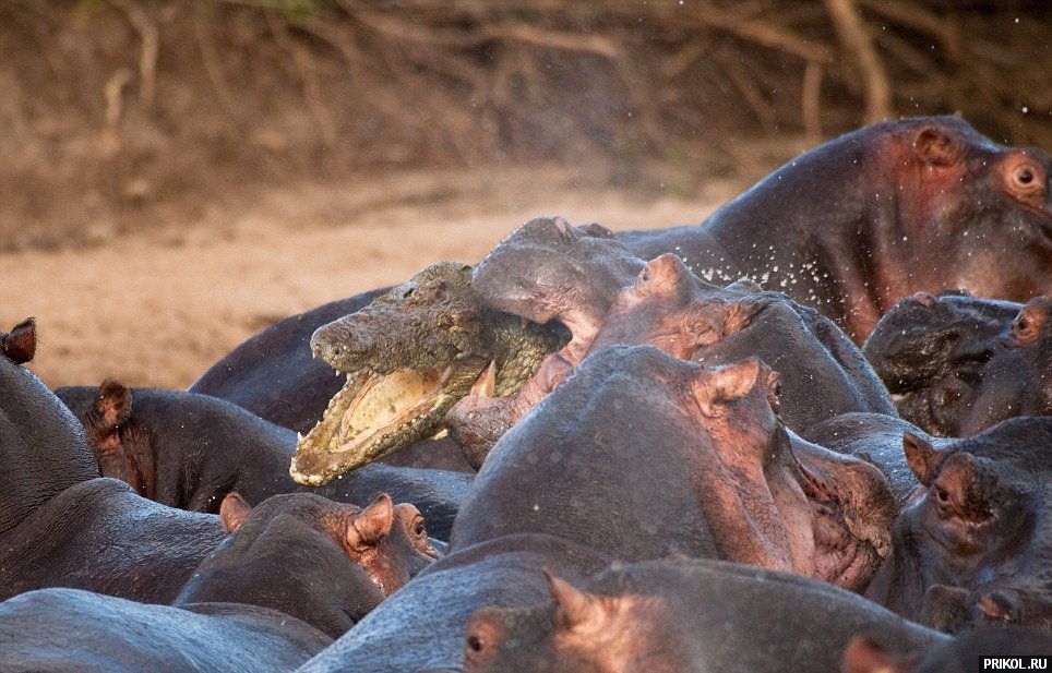 croco-vs-hippo-05