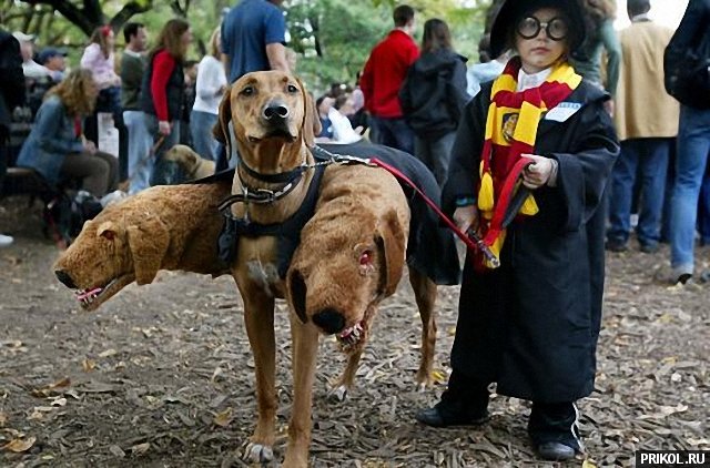 dogs-costumes-01