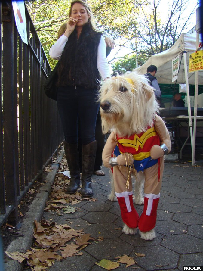 dogs-costumes-05