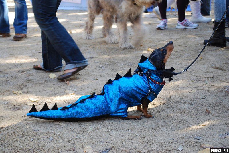 dogs-costumes-13