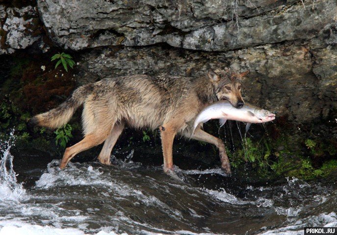 wolf-fishing-05