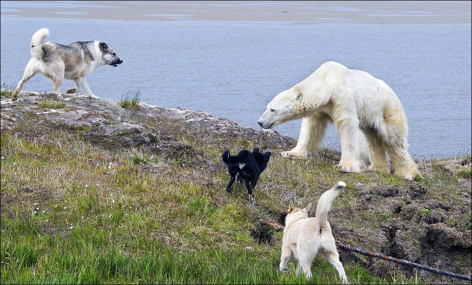 Собаки и Белый Медведь