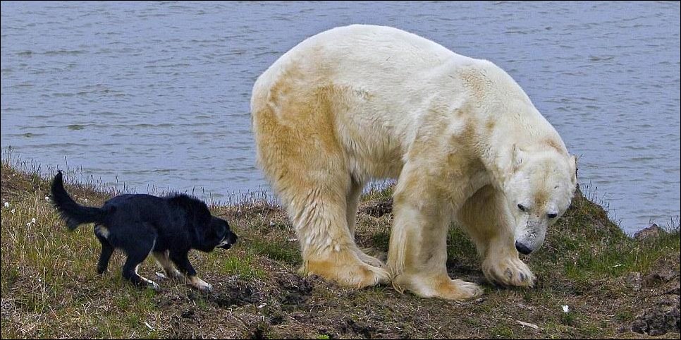Собаки и Белый Медведь