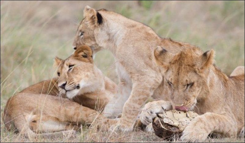 Львенок и черепаха Львенок и черепаха