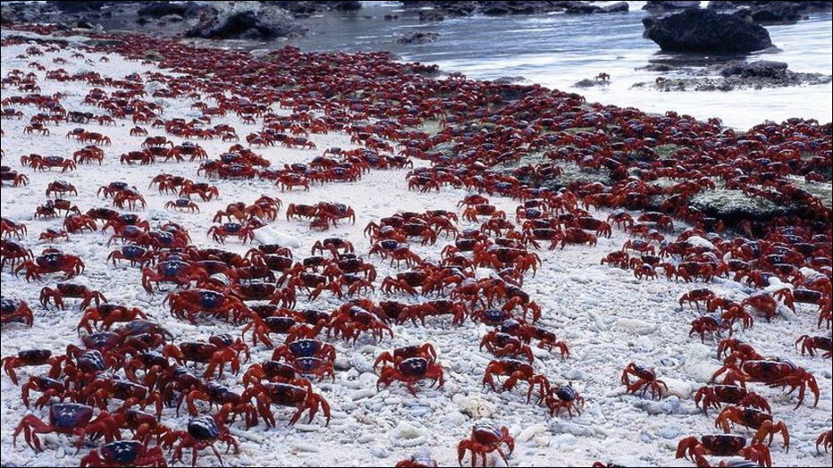 Миграция красных крабов на Острове Рождества