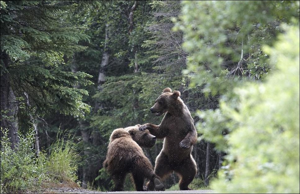 Медведи подрались из-за лосося
