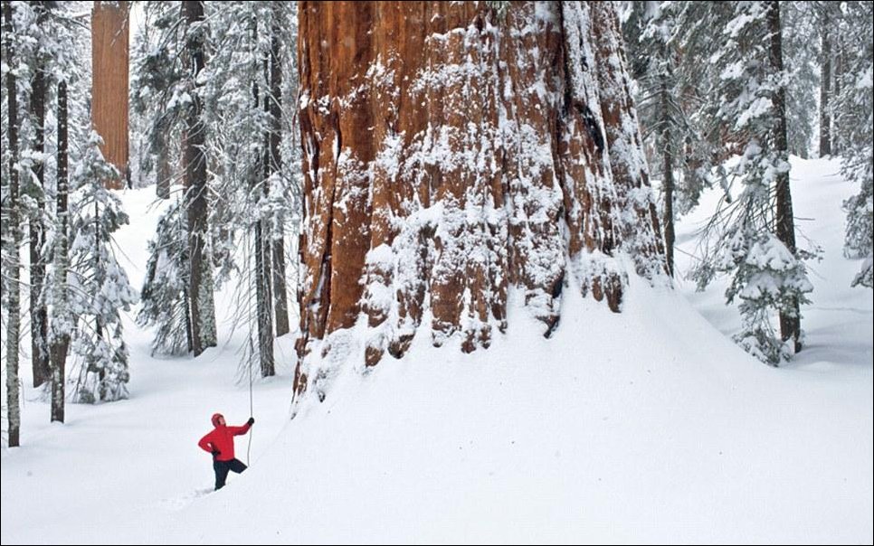 Гиганты среди деревьев Гиганты среди деревьев