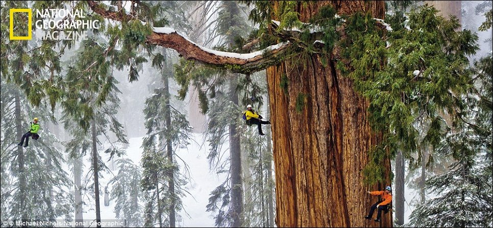 Гиганты среди деревьев Гиганты среди деревьев