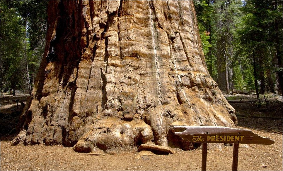 Гиганты среди деревьев Гиганты среди деревьев