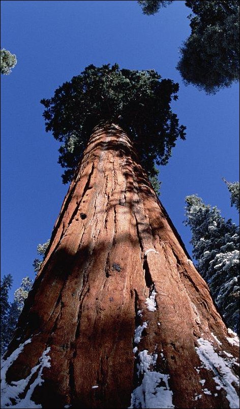 Гиганты среди деревьев Гиганты среди деревьев