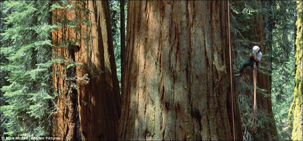 Гиганты среди деревьев Гиганты среди деревьев