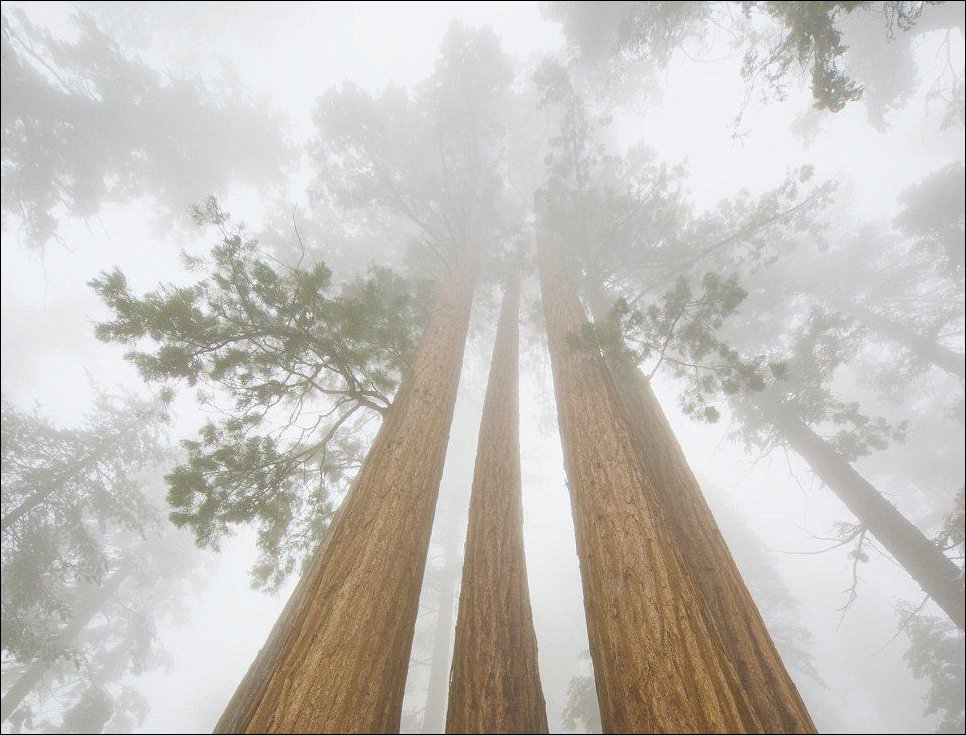 Гиганты среди деревьев Гиганты среди деревьев