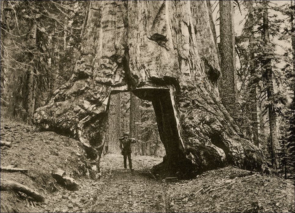 Гиганты среди деревьев Гиганты среди деревьев