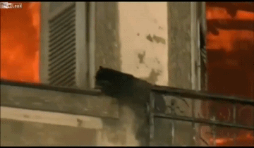 Прикольные гифки Прикольные гифки