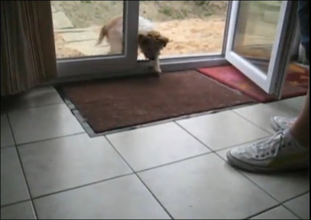 Собачка вытирает лапы войдя в дом