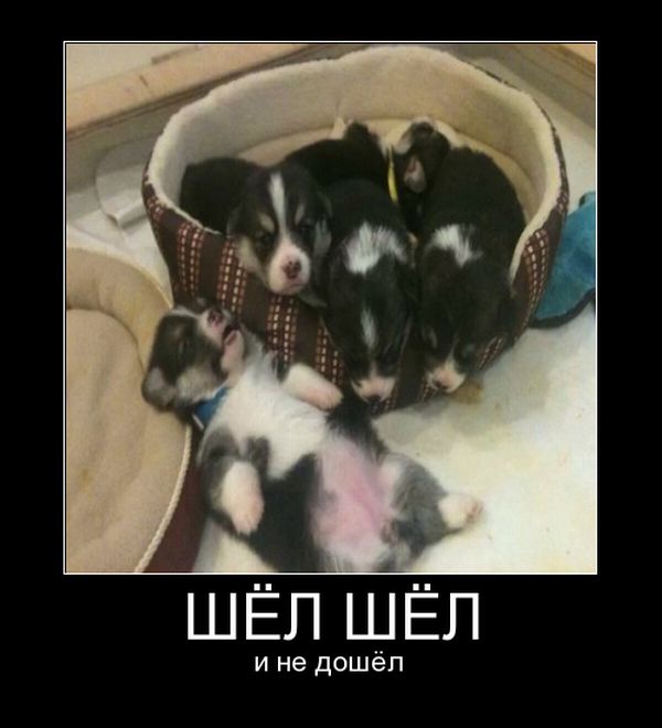 Демотиватор Демотиватор