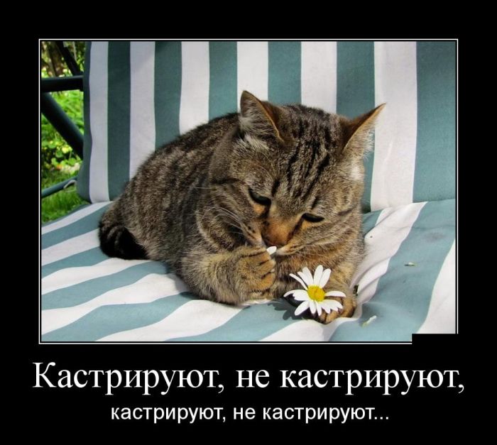 Демотиватор Демотиватор