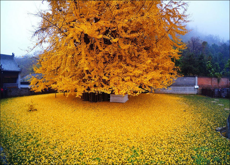 1400-летнее дерево Гинкго