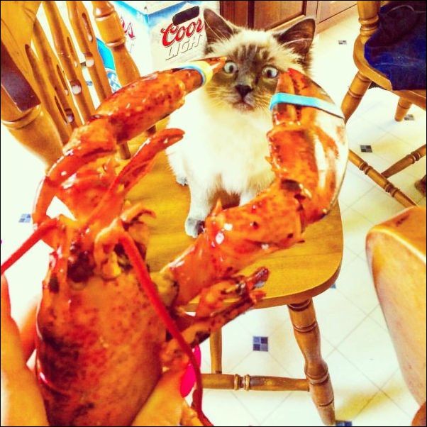 смешные коты смешные коты