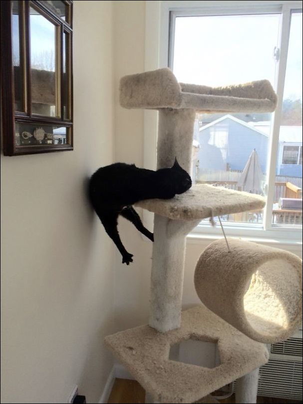 смешные коты смешные коты