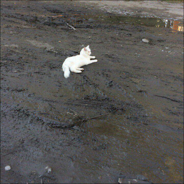 смешные коты смешные коты