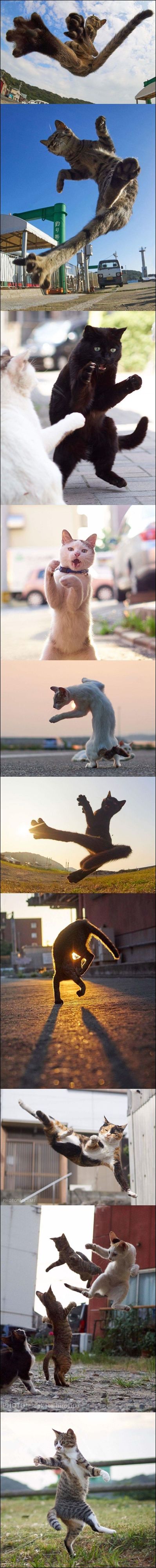 смешные коты смешные коты