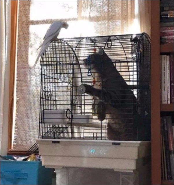 смешные коты смешные коты