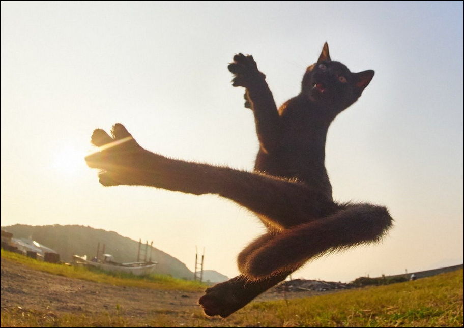 смешные коты смешные коты