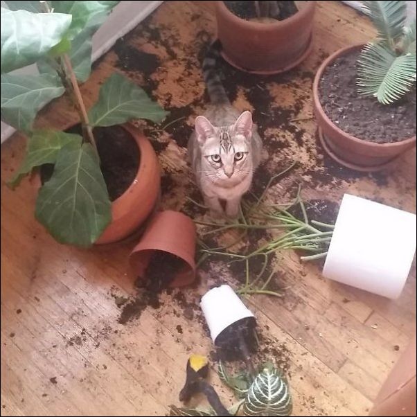 смешные коты смешные коты