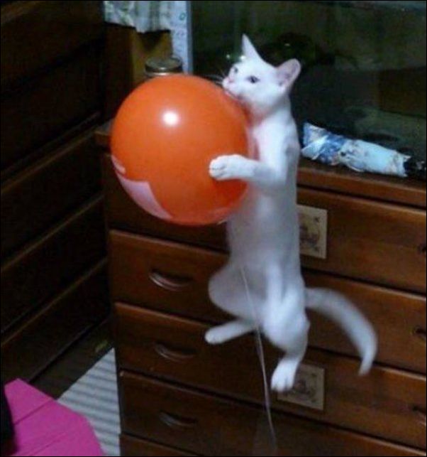 смешные коты смешные коты