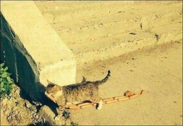 смешные коты смешные коты