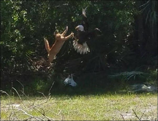 смешные коты смешные коты