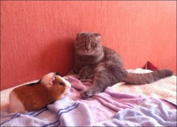 смешные коты смешные коты