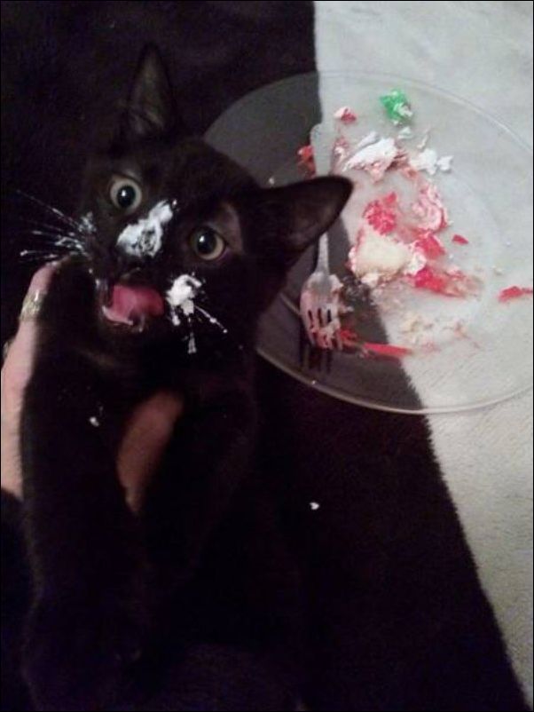 смешные коты смешные коты