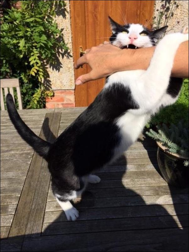 смешные коты смешные коты