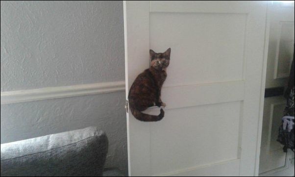 смешные коты смешные коты