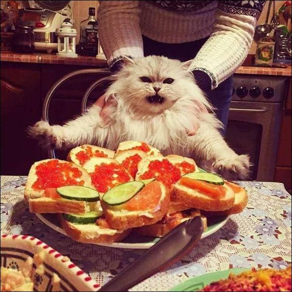 смешные коты смешные коты