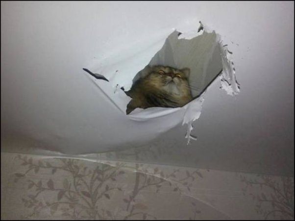 смешные коты смешные коты