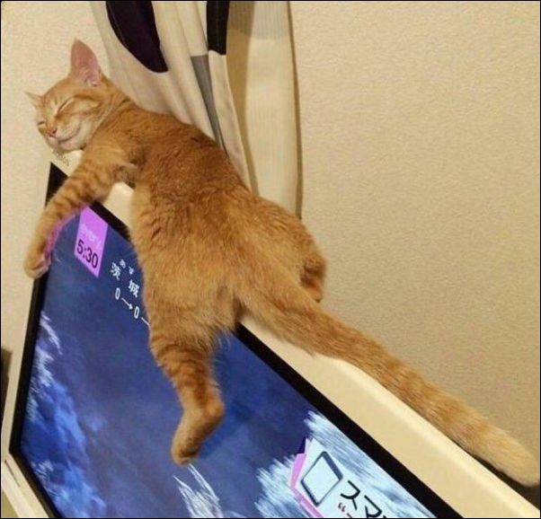 смешные коты смешные коты