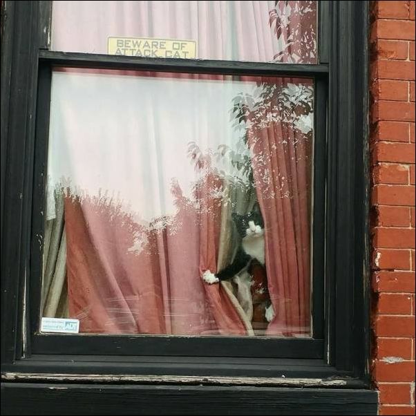 смешные коты смешные коты