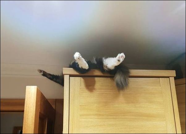 смешные коты смешные коты