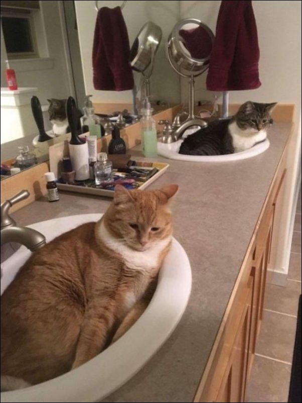 смешные коты смешные коты