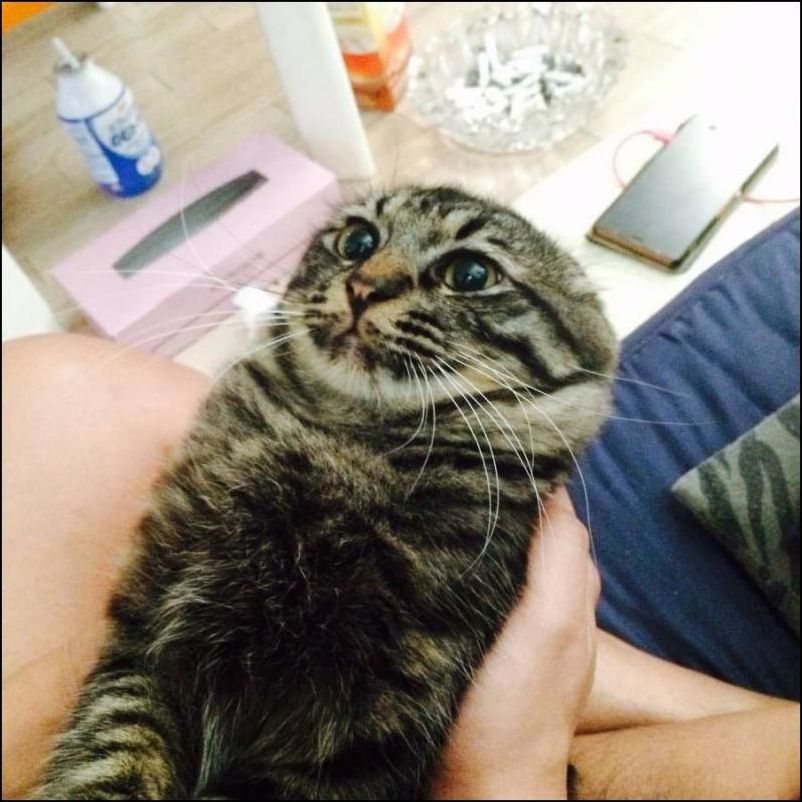 смешные коты смешные коты