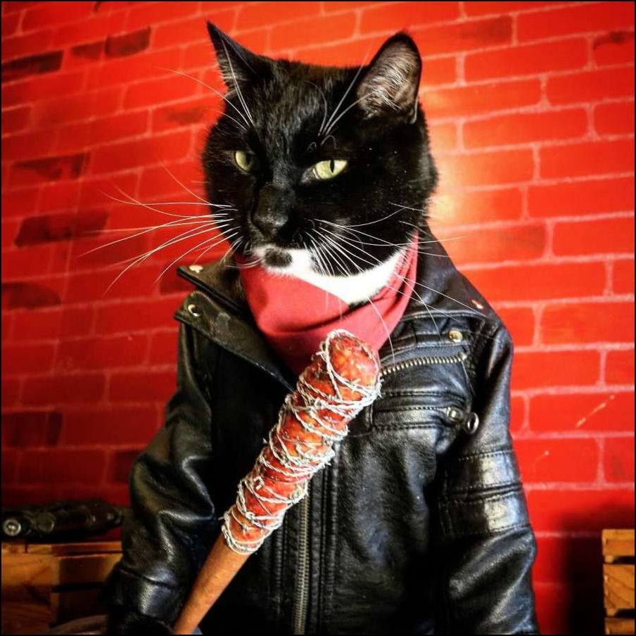 смешные коты смешные коты