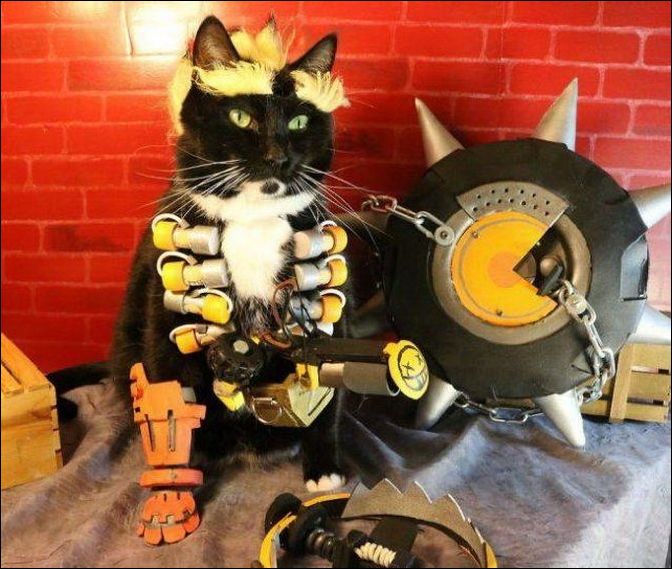 смешные коты смешные коты