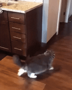 Прикольные гифки Прикольные гифки