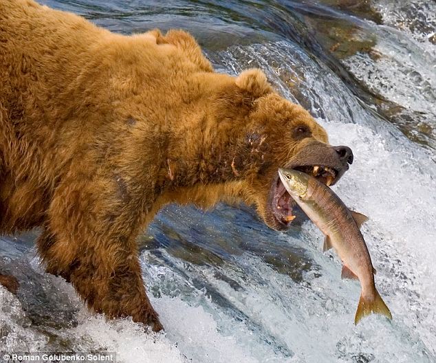 bears-fishing-01
