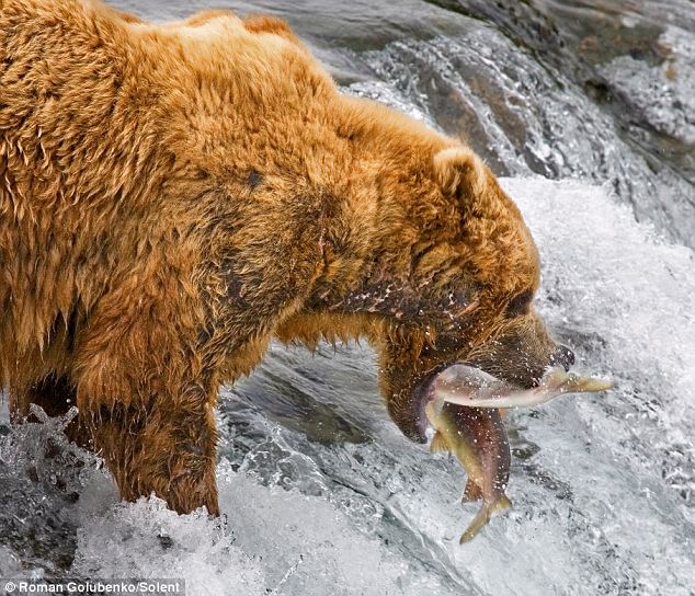 bears-fishing-02